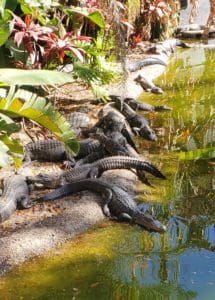 Alligator Lagoon at The Crab Shack Tybee Island