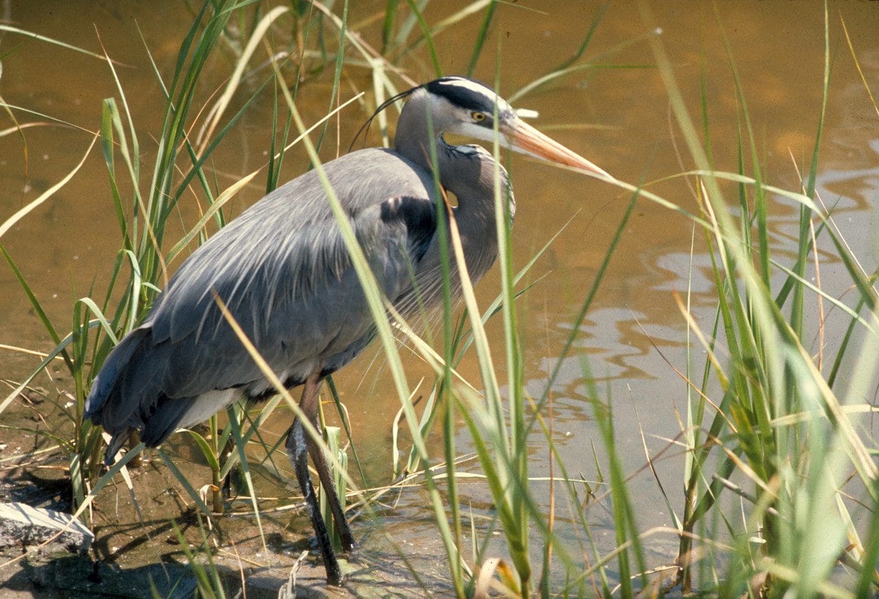 Skidaway Island State Park Savannah