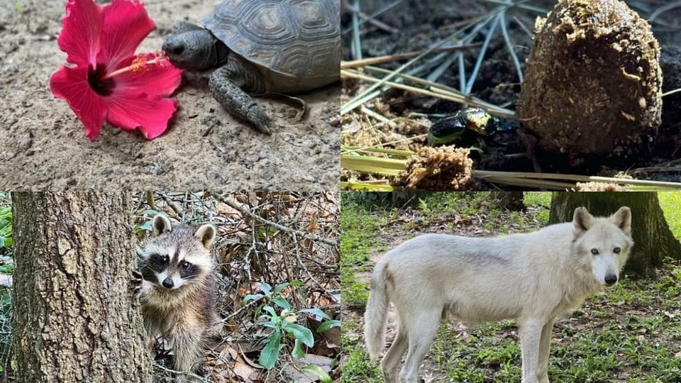 Oatland Island Wildlife Center